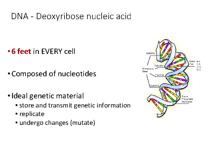DNA - Deoxyribose nucleic acid • 6 feet in EVERY cell • Composed of