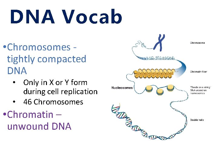 DNA Vocab • Chromosomes tightly compacted DNA • Only in X or Y form