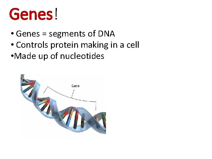 Genes! • Genes = segments of DNA • Controls protein making in a cell