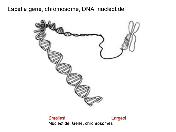 Label a gene, chromosome, DNA, nucleotide Smallest Largest Nucleotide, Gene, chromosomes 