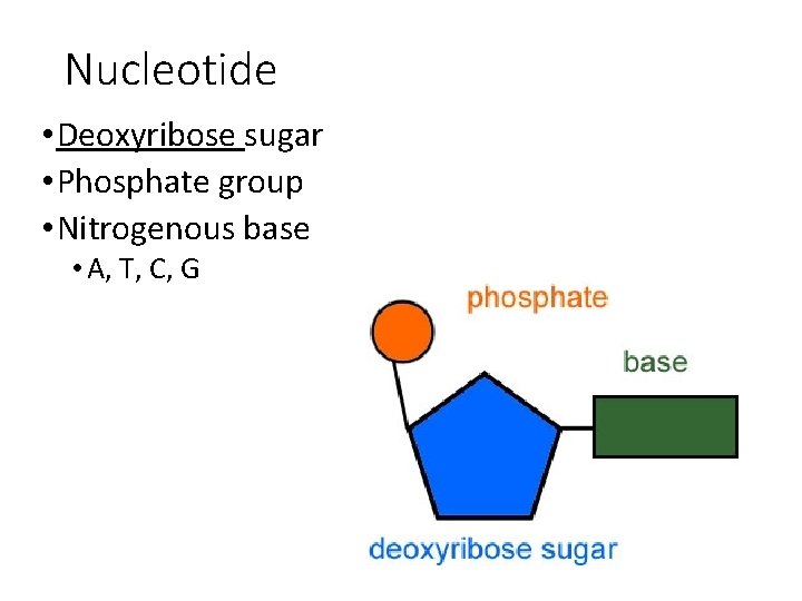 Nucleotide • Deoxyribose sugar • Phosphate group • Nitrogenous base • A, T, C,