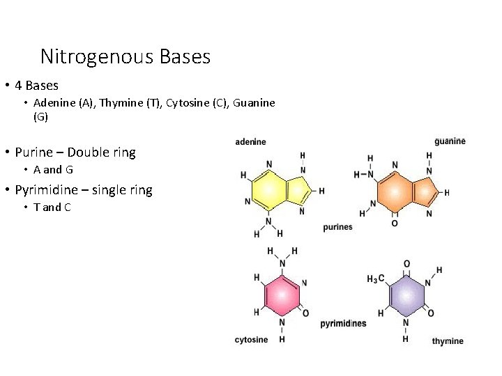 Nitrogenous Bases • 4 Bases • Adenine (A), Thymine (T), Cytosine (C), Guanine (G)