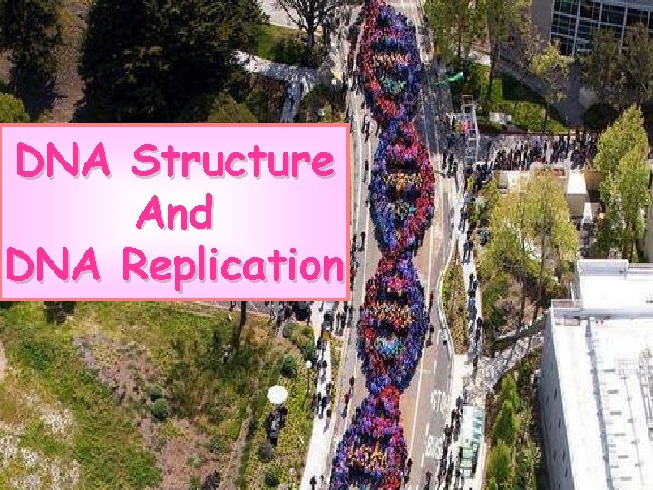 DNA Structure And DNA Replication 