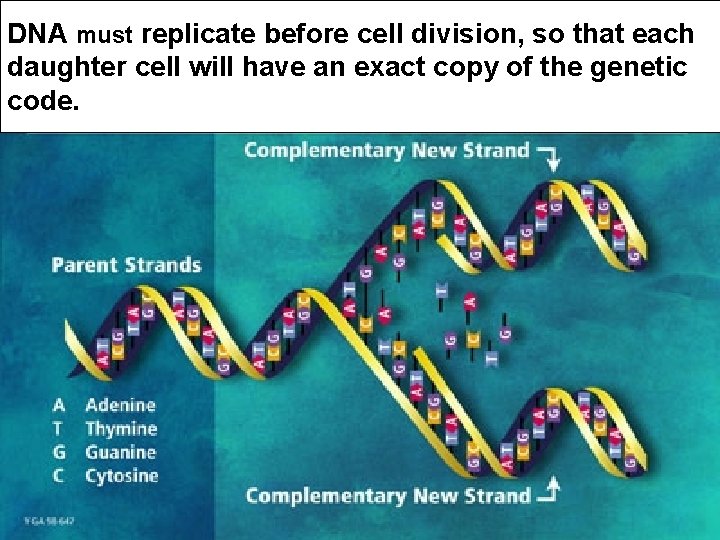 DNA must replicate before cell division, so that each daughter cell will have an