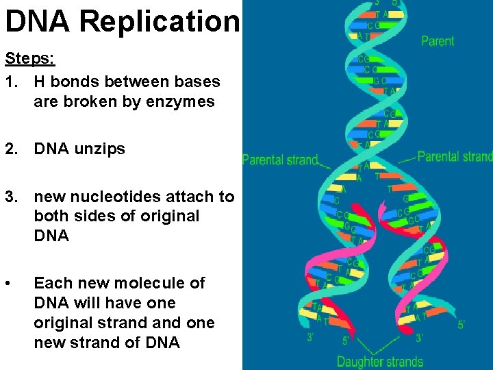 DNA Replication Steps: 1. H bonds between bases are broken by enzymes 2. DNA