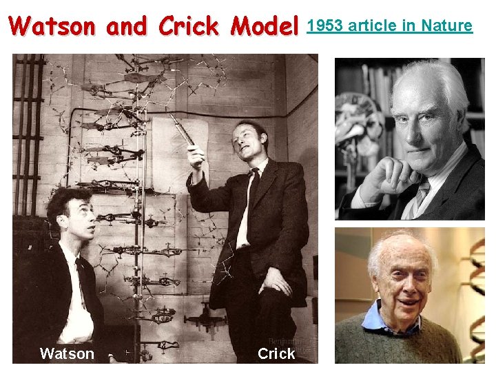 Watson and Crick Model 1953 article in Nature Watson Crick 