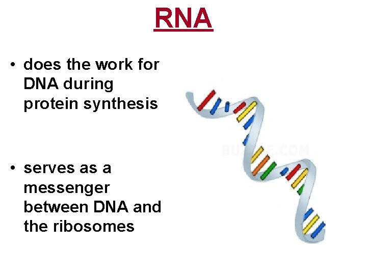RNA • does the work for DNA during protein synthesis • serves as a