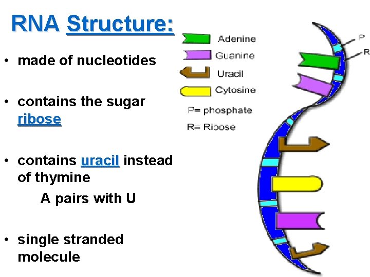 RNA Structure: • made of nucleotides • contains the sugar ribose • contains uracil