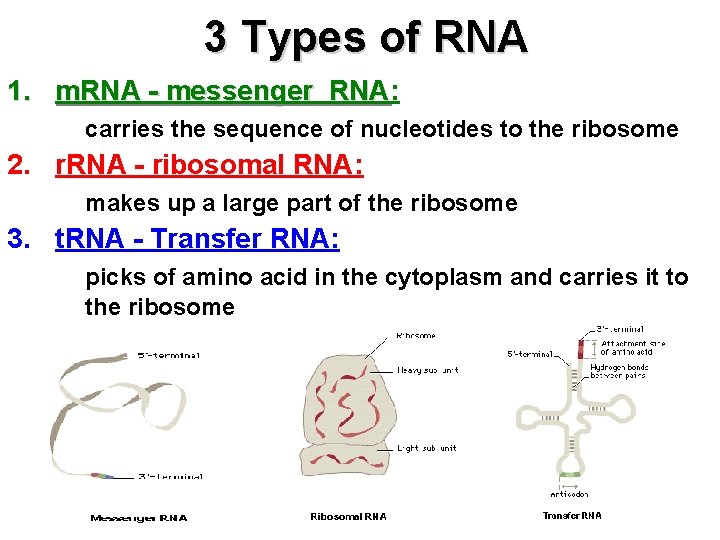 3 Types of RNA 1. m. RNA - messenger RNA: RNA carries the sequence