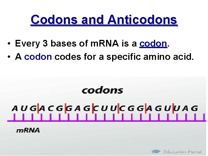 Codons and Anticodons • Every 3 bases of m. RNA is a codon •