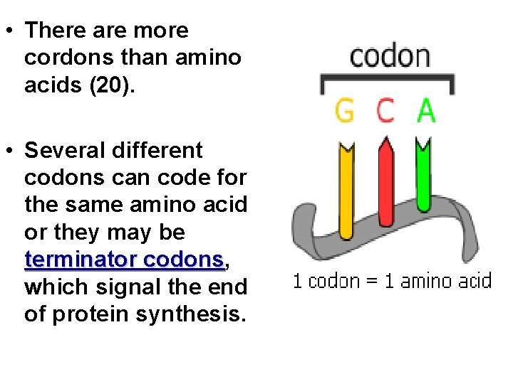  • There are more cordons than amino acids (20). • Several different codons