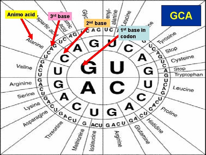 Animo acid GCA 3 rd base 2 nd base 1 st base in codon