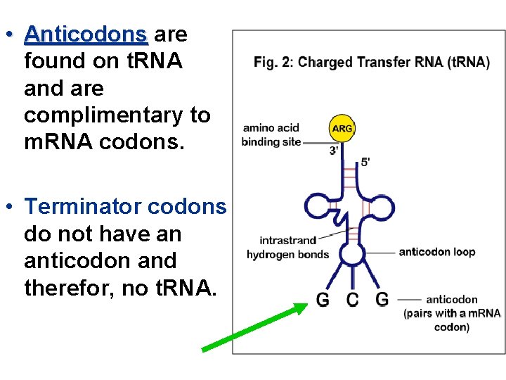  • Anticodons are found on t. RNA and are complimentary to m. RNA