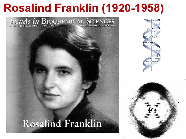 Rosalind Franklin (1920 -1958) 