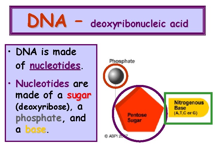 DNA – deoxyribonucleic acid • DNA is made of nucleotides • Nucleotides are made