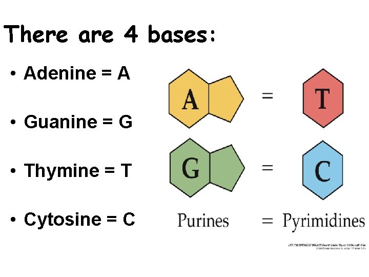 There are 4 bases: • Adenine = A • Guanine = G • Thymine