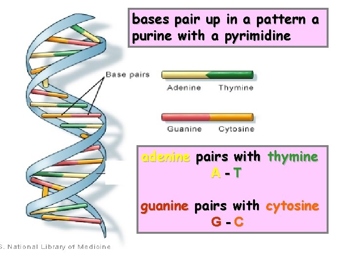 bases pair up in a pattern a purine with a pyrimidine adenine pairs with