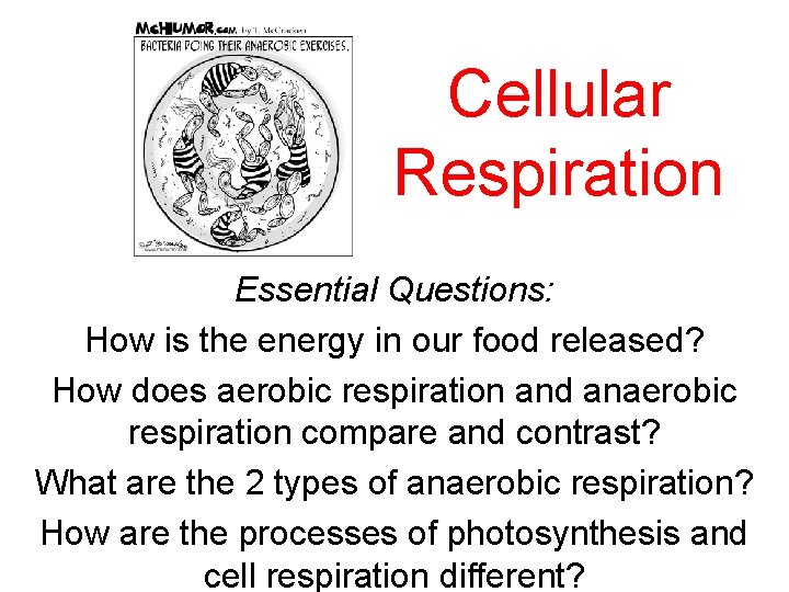 Cellular Respiration Essential Questions: How is the energy in our food released? How does