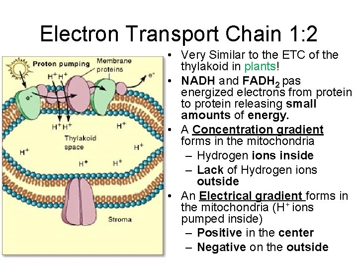 Electron Transport Chain 1: 2 • Very Similar to the ETC of the thylakoid