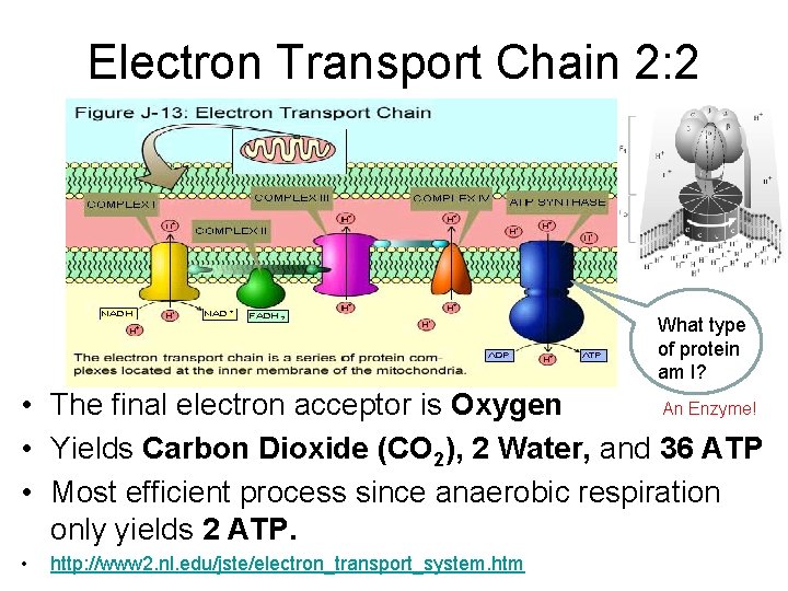Electron Transport Chain 2: 2 What type of protein am I? • The final