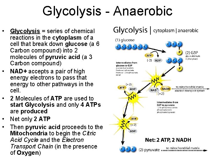 Glycolysis - Anaerobic • Glycolysis = series of chemical reactions in the cytoplasm of