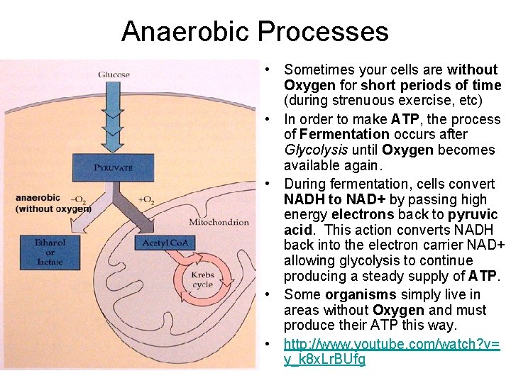 Anaerobic Processes • Sometimes your cells are without Oxygen for short periods of time