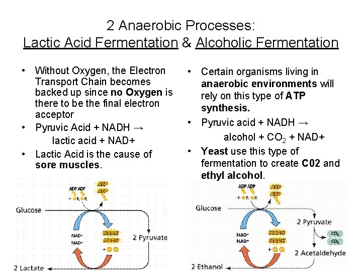 2 Anaerobic Processes: Lactic Acid Fermentation & Alcoholic Fermentation • Without Oxygen, the Electron