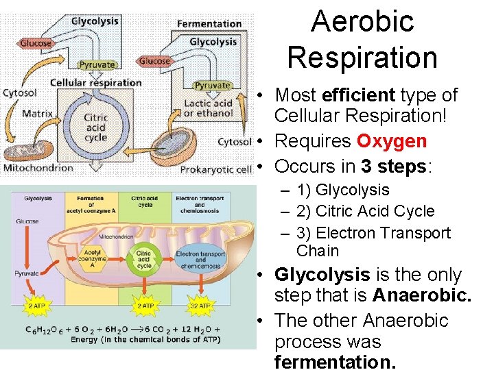 Aerobic Respiration • Most efficient type of Cellular Respiration! • Requires Oxygen • Occurs