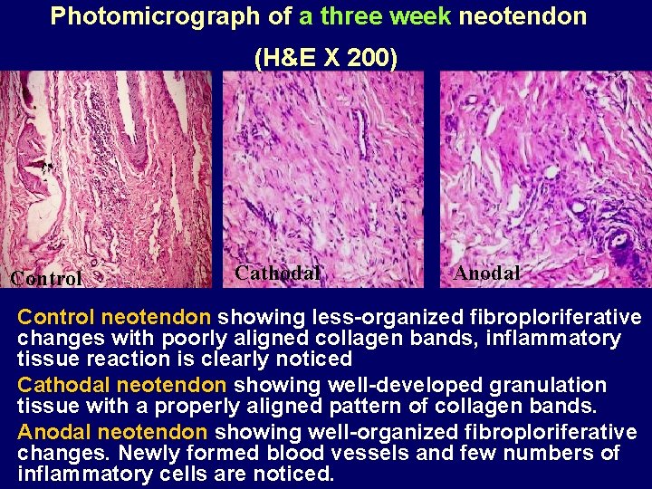Photomicrograph of a three week neotendon (H&E X 200) Control Cathodal Anodal Control neotendon