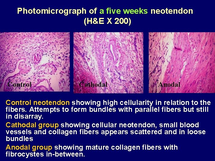 Photomicrograph of a five weeks neotendon (H&E X 200) Control Cathodal Anodal Control neotendon