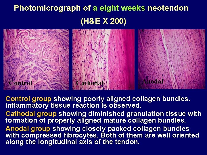 Photomicrograph of a eight weeks neotendon (H&E X 200) Control Cathodal Anodal Control group