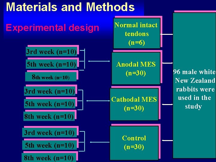 Materials and Methods Experimental design Normal intact tendons (n=6) 3 rd week (n=10) 5
