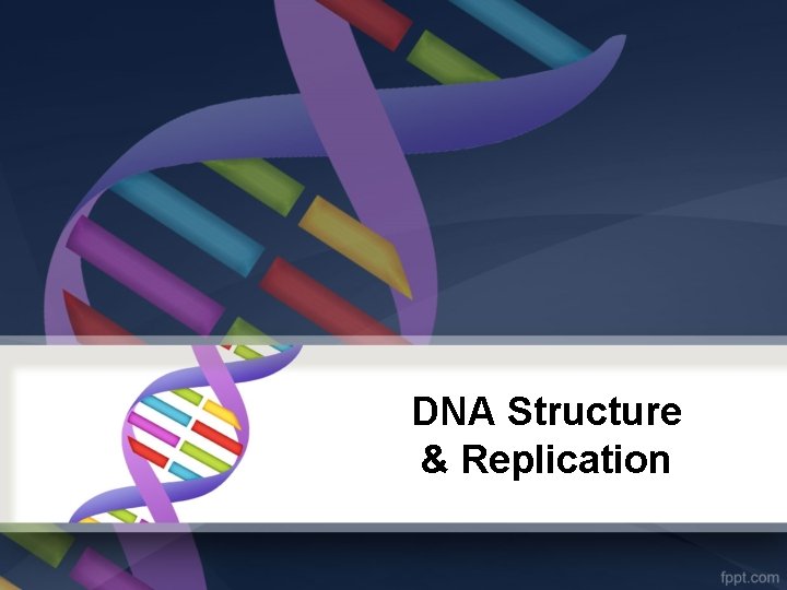 DNA Structure & Replication 