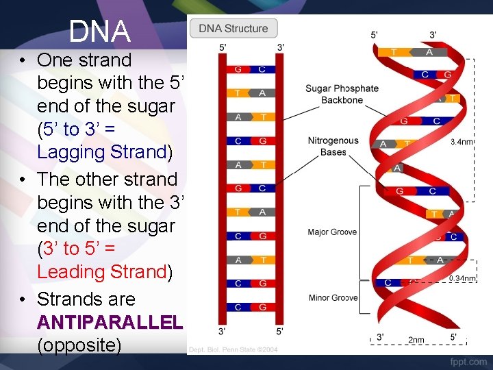 DNA • One strand begins with the 5’ end of the sugar (5’ to