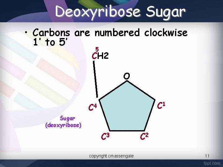 Deoxyribose Sugar • Carbons are numbered clockwise 1’ to 5’ 5 CH 2 O
