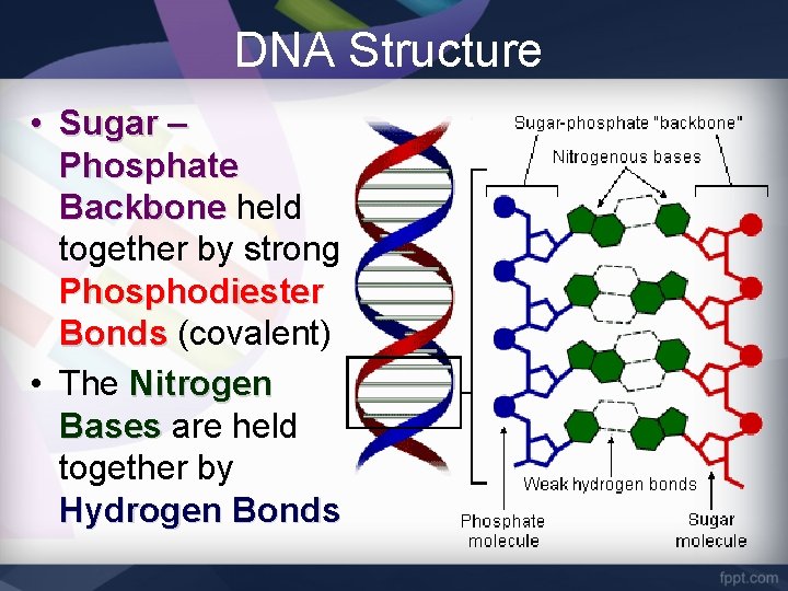 DNA Structure • Sugar – Phosphate Backbone held together by strong Phosphodiester Bonds (covalent)