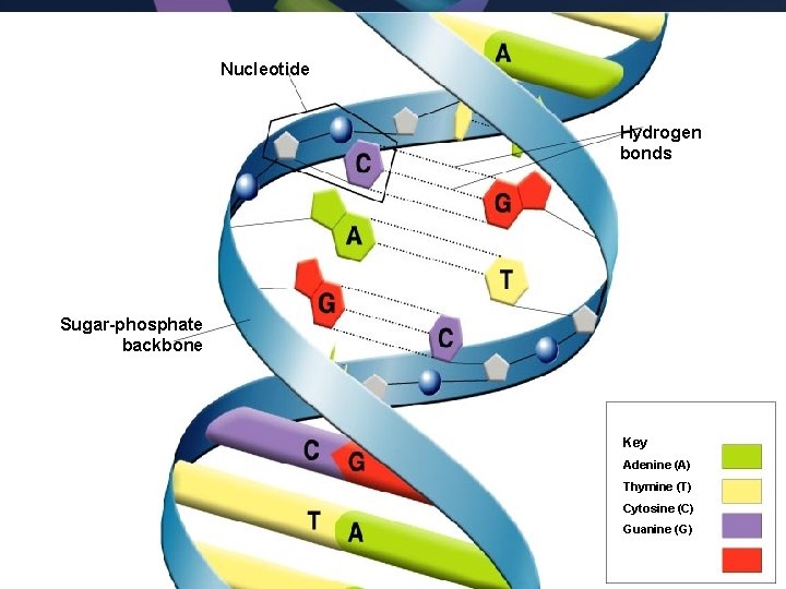 Nucleotide Hydrogen bonds Sugar-phosphate backbone Key Adenine (A) Thymine (T) Cytosine (C) Guanine (G)