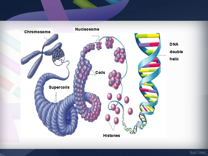 Chromosome Nucleosome DNA double helix Coils Supercoils Histones 