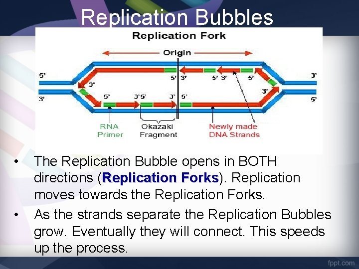Replication Bubbles • • The Replication Bubble opens in BOTH directions (Replication Forks). Forks