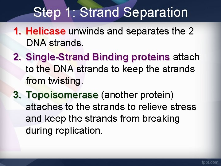 Step 1: Strand Separation 1. Helicase unwinds and separates the 2 DNA strands. 2.