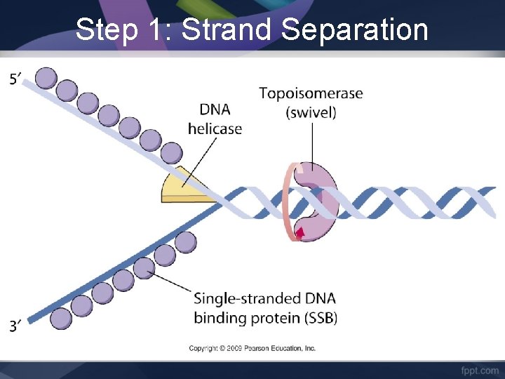 Step 1: Strand Separation 