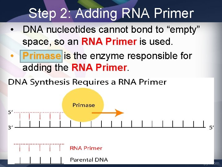 Step 2: Adding RNA Primer • DNA nucleotides cannot bond to “empty” space, so
