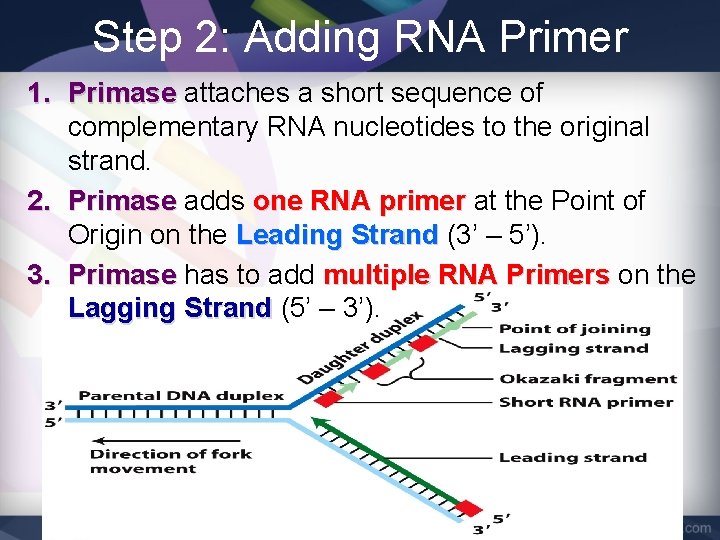 Step 2: Adding RNA Primer 1. Primase attaches a short sequence of complementary RNA