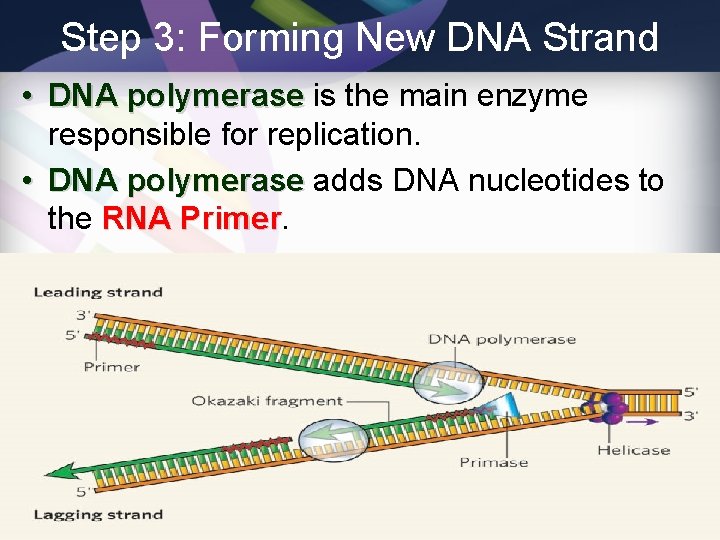 Step 3: Forming New DNA Strand • DNA polymerase is the main enzyme responsible