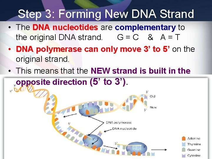 Step 3: Forming New DNA Strand • The DNA nucleotides are complementary to the