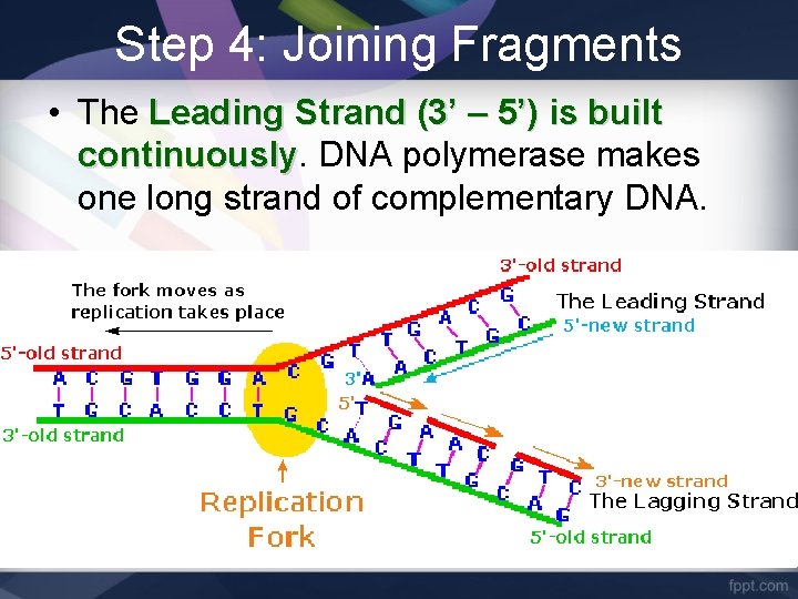 Step 4: Joining Fragments • The Leading Strand (3’ – 5’) is built continuously