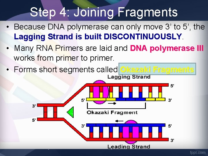 Step 4: Joining Fragments • Because DNA polymerase can only move 3’ to 5’,