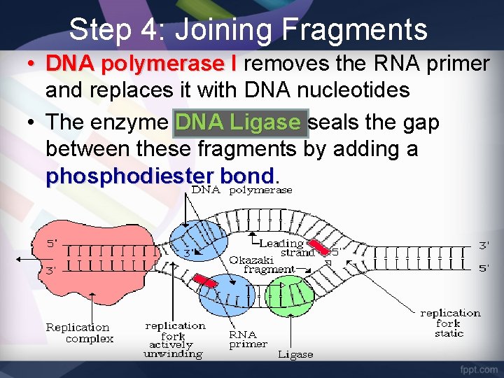 Step 4: Joining Fragments • DNA polymerase I removes the RNA primer and replaces