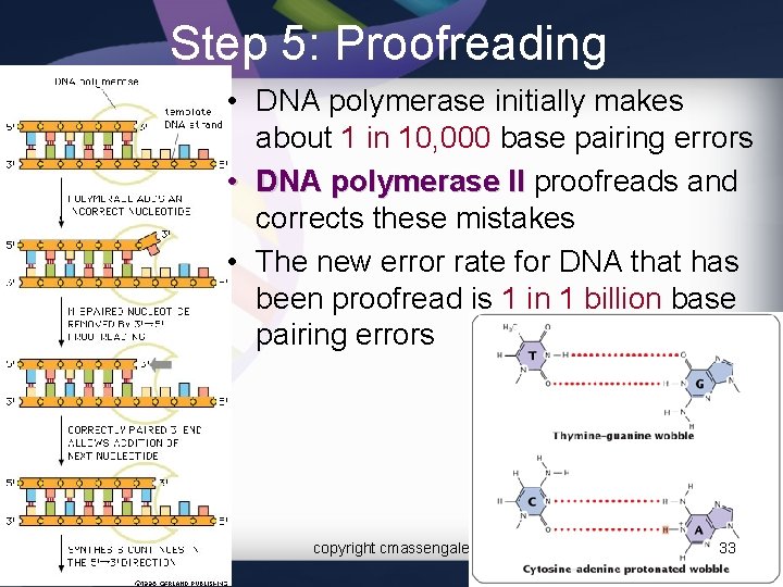 Step 5: Proofreading • DNA polymerase initially makes about 1 in 10, 000 base