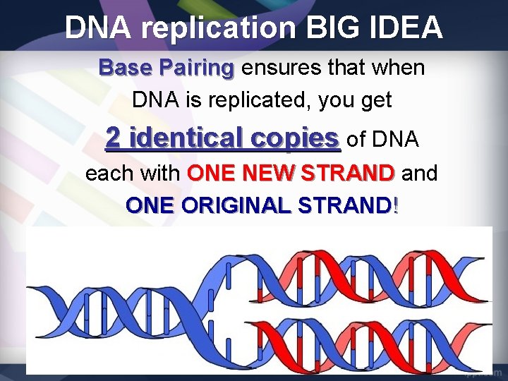 DNA replication BIG IDEA Base Pairing ensures that when DNA is replicated, you get